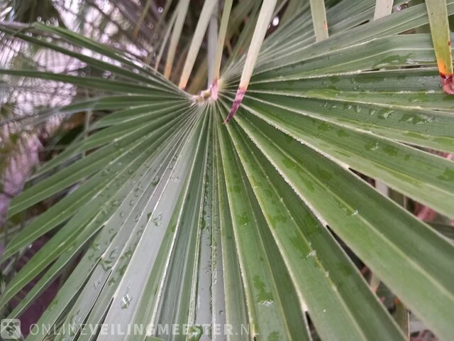 Palm - afbeelding 7 van  9