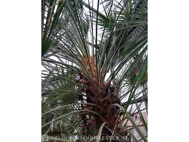Palm - afbeelding 8 van  9