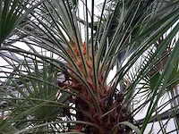 Palm - afbeelding 8 van  9