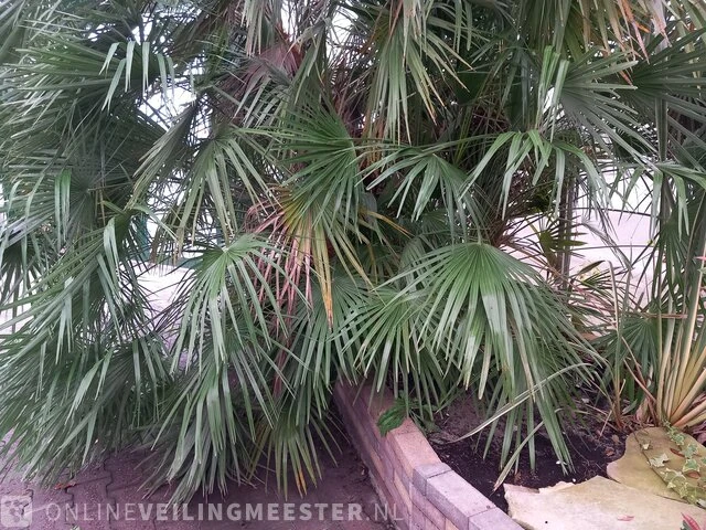 Palm - afbeelding 9 van  9