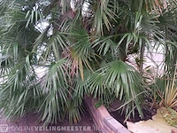 Palm - afbeelding 9 van  9