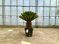 Palmboom (cycas revoluta) - afbeelding 1 van  1