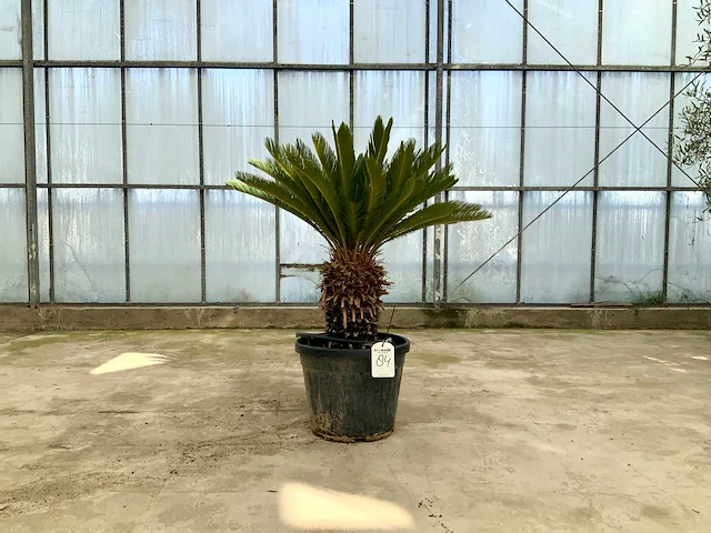 Palmboom (cycas revoluta) - afbeelding 1 van  1