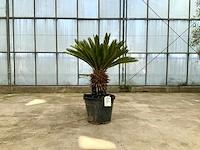 Palmboom (cycas revoluta) - afbeelding 1 van  1