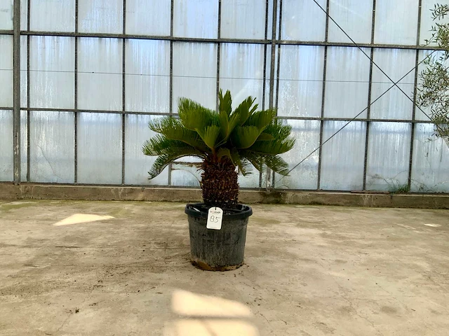 Palmboom (cycas revoluta) - afbeelding 1 van  1