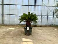 Palmboom (cycas revoluta) - afbeelding 1 van  1