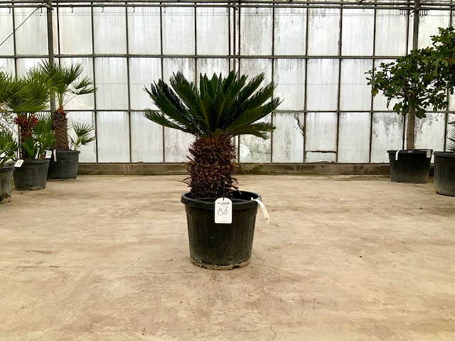Palmboom (cycas revoluta) - afbeelding 1 van  1