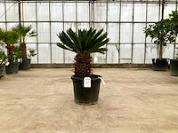 Palmboom (cycas revoluta) - afbeelding 1 van  1