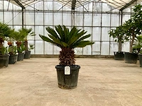 Palmboom (cycas revoluta) - afbeelding 1 van  1