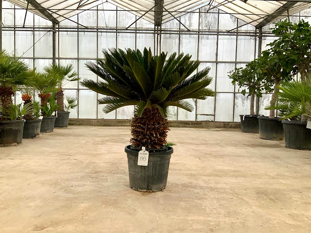 Palmboom (cycas revoluta) - afbeelding 1 van  1