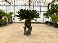 Palmboom (cycas revoluta) - afbeelding 1 van  1