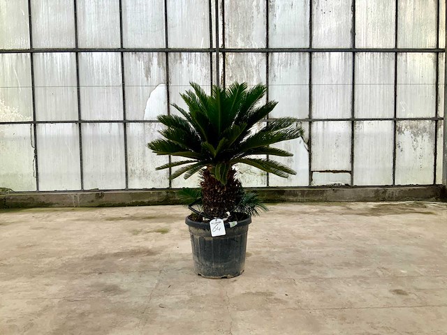 Palmboom (cycas revoluta) - afbeelding 1 van  1