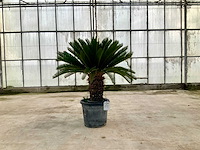 Palmboom (cycas revoluta) - afbeelding 1 van  1