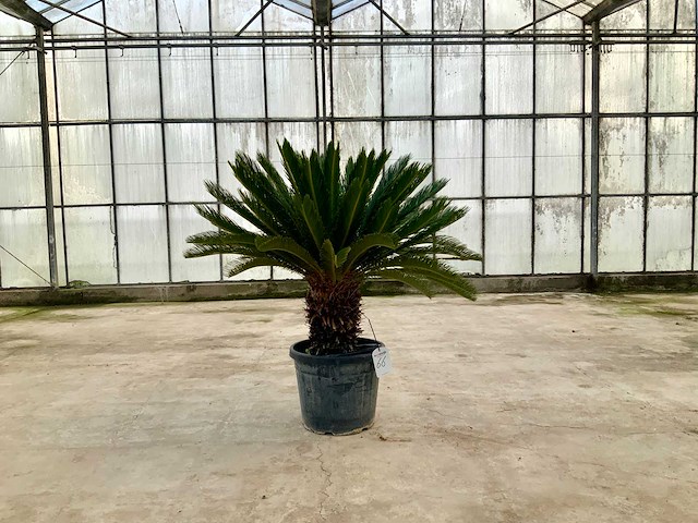 Palmboom (cycas revoluta) - afbeelding 1 van  1