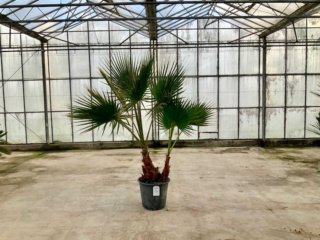 Palmboom dubbelstam (washingtonia robusta) - afbeelding 1 van  1