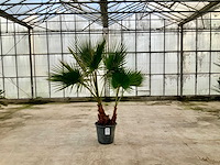 Palmboom dubbelstam (washingtonia robusta) - afbeelding 1 van  1