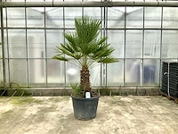 Palmboom meerstammig (chamaerops humilis)