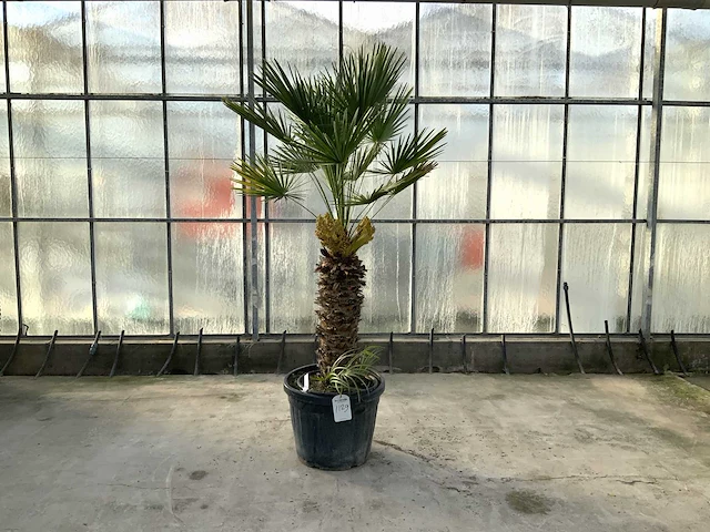 Palmboom meerstammig (chamaerops humilis) - afbeelding 1 van  1