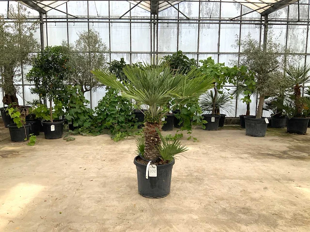 Palmboom meerstammig (chamaerops humilis) - afbeelding 1 van  1