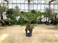 Palmboom meerstammig (chamaerops humilis) - afbeelding 1 van  1