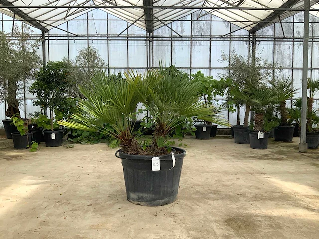 Palmboom meerstammig (chamaerops humilis) - afbeelding 1 van  1