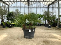 Palmboom meerstammig (chamaerops humilis) - afbeelding 1 van  1