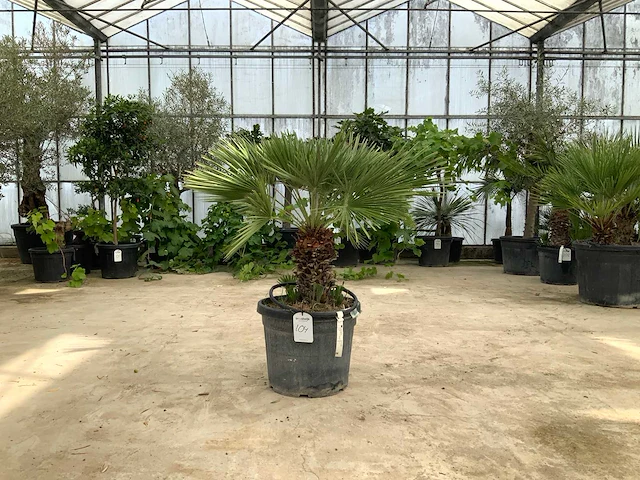 Palmboom meerstammig (chamaerops humilis) - afbeelding 1 van  1