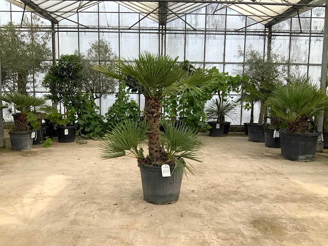 Palmboom meerstammig (chamaerops humilis) - afbeelding 1 van  1