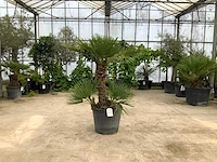 Palmboom meerstammig (chamaerops humilis) - afbeelding 1 van  1