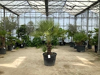 Palmboom meerstammig (chamaerops humilis) - afbeelding 1 van  1