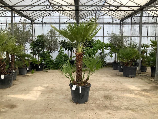 Palmboom meerstammig (chamaerops humilis) - afbeelding 1 van  1
