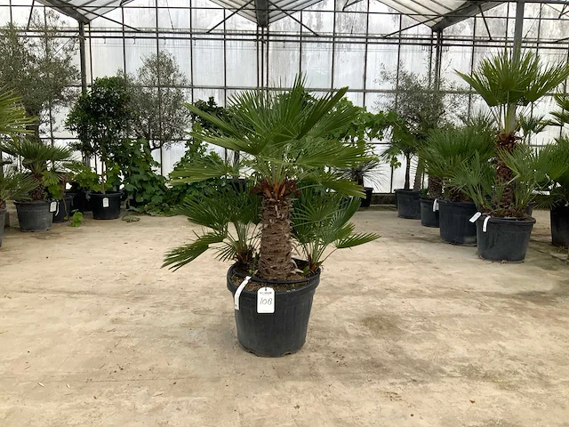 Palmboom meerstammig (chamaerops humilis) - afbeelding 1 van  1