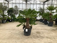 Palmboom meerstammig (chamaerops humilis) - afbeelding 1 van  1