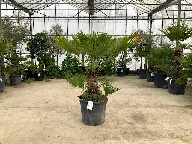 Palmboom meerstammig (chamaerops humilis) - afbeelding 1 van  1