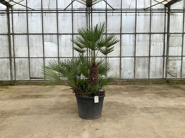 Palmboom meerstammig (chamaerops humilis) - afbeelding 1 van  1
