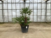 Palmboom meerstammig (chamaerops humilis) - afbeelding 1 van  1