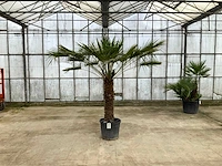 Palmboom meerstammig (chamaerops humilis) - afbeelding 1 van  1