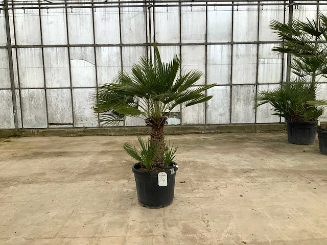 Palmboom meerstammig (chamaerops humilis) - afbeelding 1 van  1