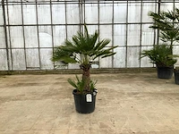 Palmboom meerstammig (chamaerops humilis) - afbeelding 1 van  1