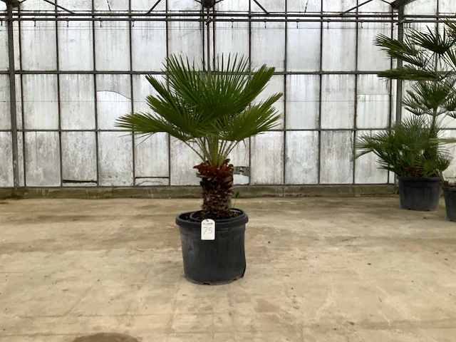 Palmboom meerstammig (chamaerops humilis) - afbeelding 1 van  1