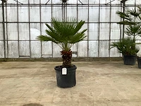 Palmboom meerstammig (chamaerops humilis) - afbeelding 1 van  1