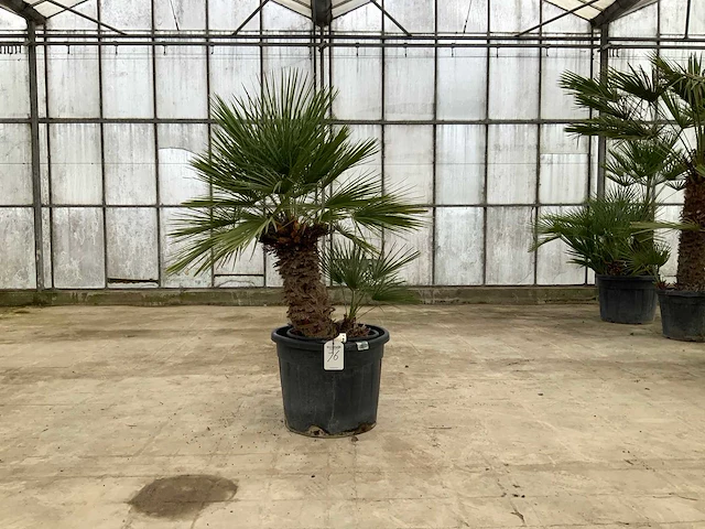 Palmboom meerstammig (chamaerops humilis) - afbeelding 1 van  1