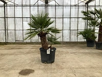 Palmboom meerstammig (chamaerops humilis) - afbeelding 1 van  1