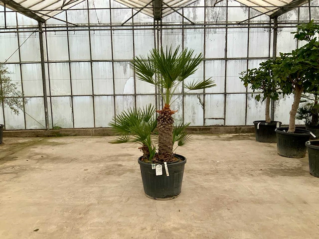 Palmboom meerstammig (chamaerops humilis) - afbeelding 1 van  1