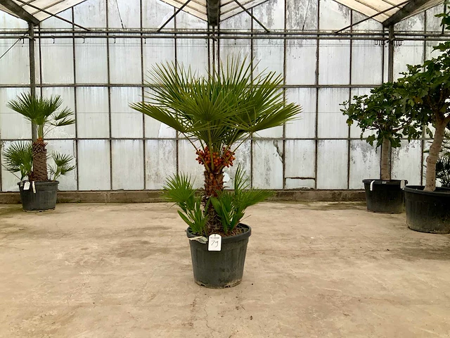 Palmboom meerstammig (chamaerops humilis) - afbeelding 1 van  1