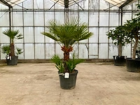 Palmboom meerstammig (chamaerops humilis) - afbeelding 1 van  1