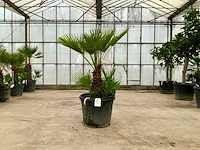 Palmboom meerstammig (chamaerops humilis) - afbeelding 1 van  1