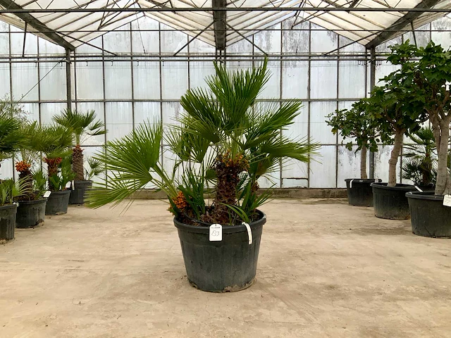 Palmboom meerstammig (chamaerops humilis) - afbeelding 1 van  1
