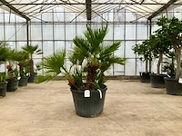 Palmboom meerstammig (chamaerops humilis) - afbeelding 1 van  1