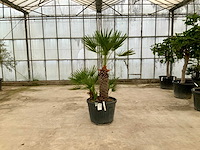 Palmboom meerstammig (chamaerops humilis) - afbeelding 1 van  1
